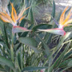 Meet your Posher, Audra